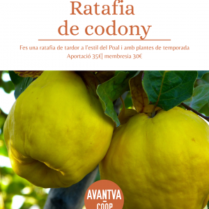 Ratafia de codony
